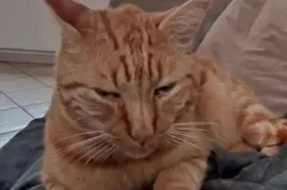 Animaux perdus Lannion, photo: Chat roux tigré perdu à Lannion