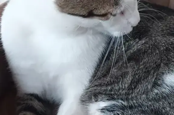 Chat perdu, Drap, photo: Chat perdue, robe blanche tigrée, Drap