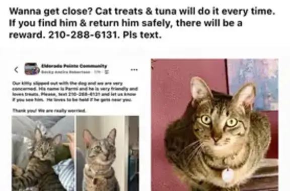 Lost pets McKinney, photo: Friendly Lost Cat: Denver Dr, McKinney