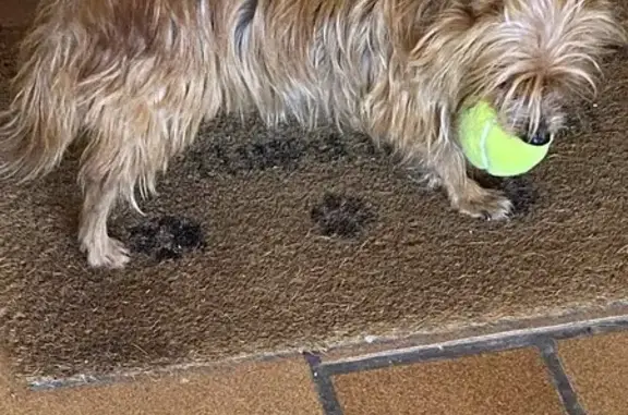 Perro Mayor Perdido en Sanlúcar: Asustadizo y Rápido