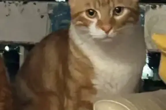 Chat perdu à Montpellier, roux et blanc - photo