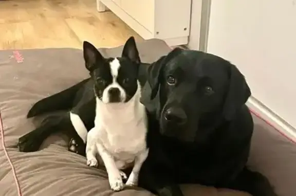 Perro Perdido en Quintueles: Sociable y Único