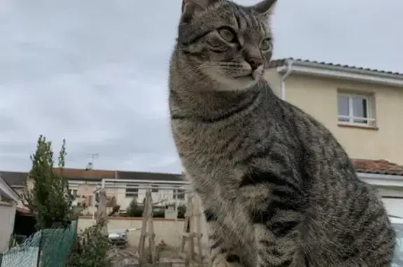 Chat perdu, Léguevin, photo: Chat gris tigré perdu à Léguevin