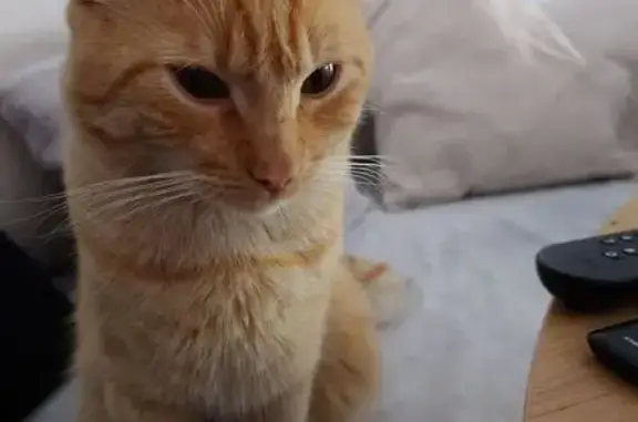 Chat perdu, , photo: Jeune chat roux tigré perdu à Évry