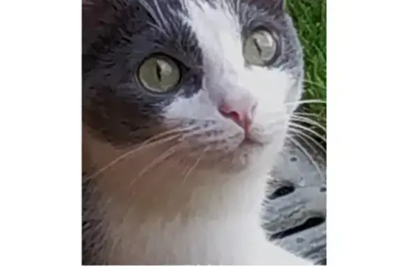 Gata Gris y Blanca Perdida en Blanes