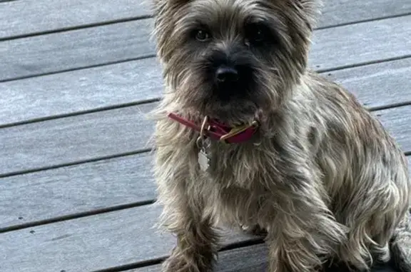 Chienne cairn terrier perdue à Formentin - photo