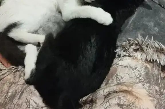 Chat perdu : tâche sur les yeux, Vindry-sur-Turdine - photo