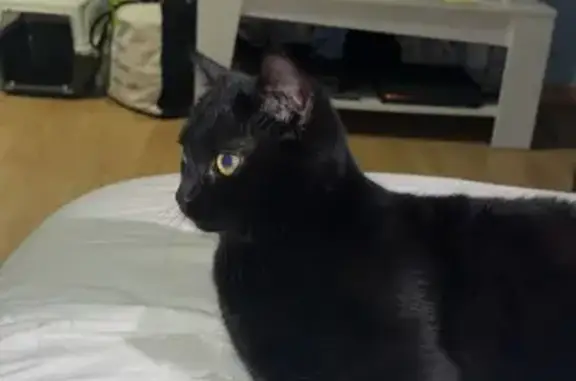 Animaux trouvés , photo: Chaton noir trouvé à Choisey, partagez !