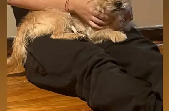 Lost Dog on 99th St, NY - Help Needed!