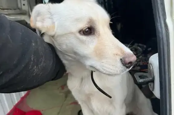 Chien trouvé , photo: Chien beige trouvé, Chemin du Chiron