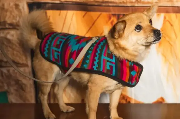 Lost Tan Dog: Silver Falls Hikes