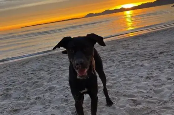 Chien perdu à Antibes : joueur et gentil - photo