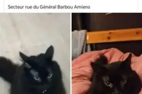 Chat noir perdu à Amiens, collier avec tel - photo