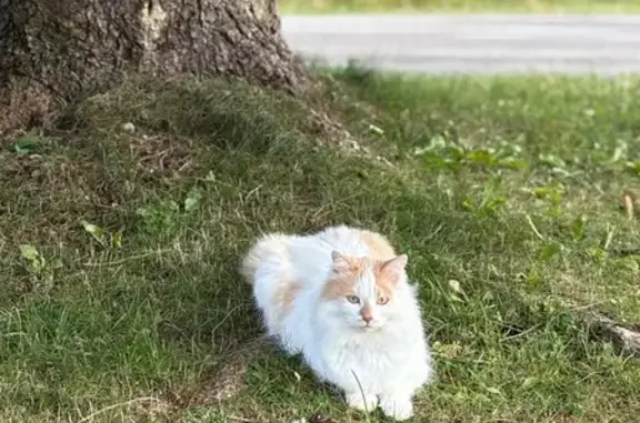 Chat blanc/grand perdu à Métabief le 18/11 - photo