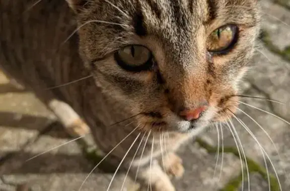 Animaux trouvés Saint-Marcel, photo: Chatte tigrée trouvée, voile œil gauche