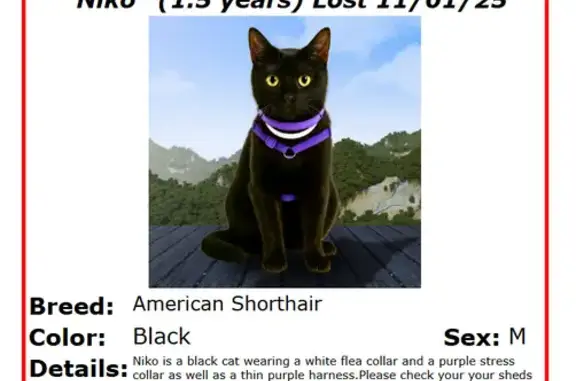 Lost pets San Diego, photo: Help Find Niko: Lost Black Cat in San Diego