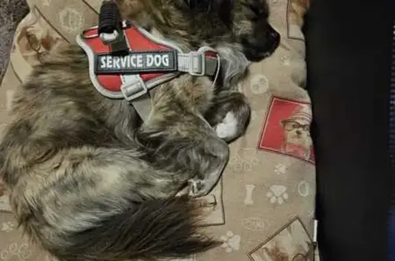 Perro pequeño perdido en Carcedo de Burgos