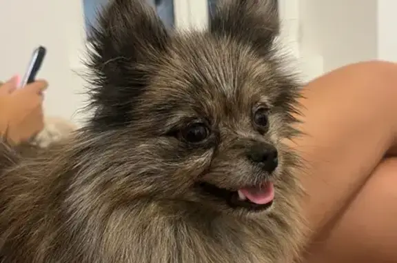 Chien perdu Villeurbanne, photo : Chienne perdue : Spitz Vania, robe merle