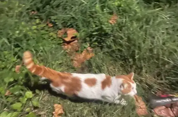 Chat trouvé Avignon, photo: Chat roux et blanc trouvé près du parking