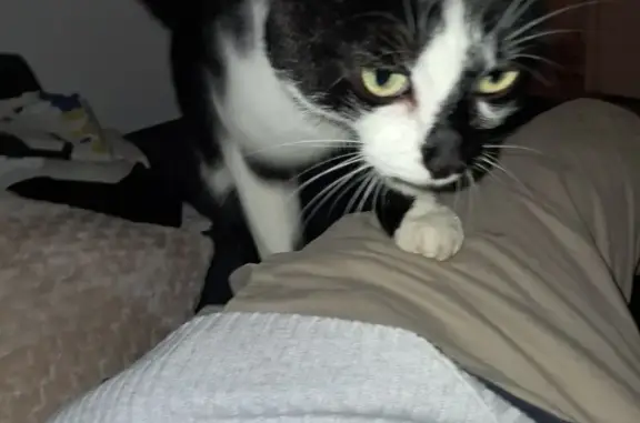 Animaux perdus Cestas, photo: Chatte perdue : Noisette, noire et blanche