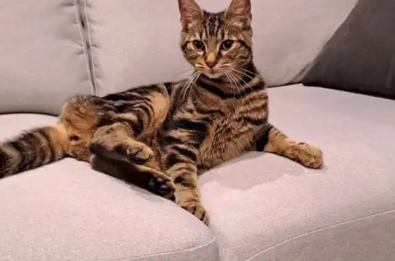 Animaux trouvés , photo: Chaton tigré trouvé à Outreau