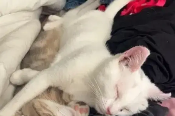 Chat perdu : Bibou, 6 mois, yeux bleus - photo