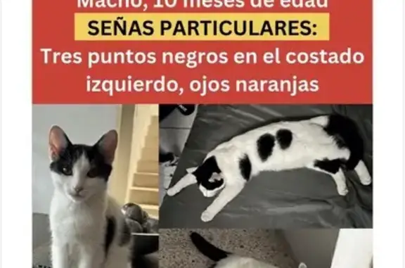 ¡Ayuda! Gato blanco y negro perdido en Zapopan