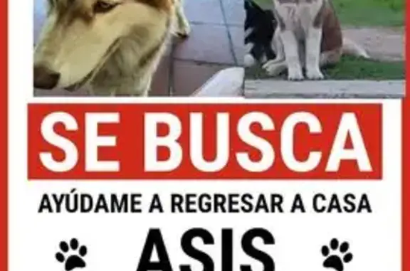 Perro Husky Perdido: Asis del Templo de Los Ángeles
