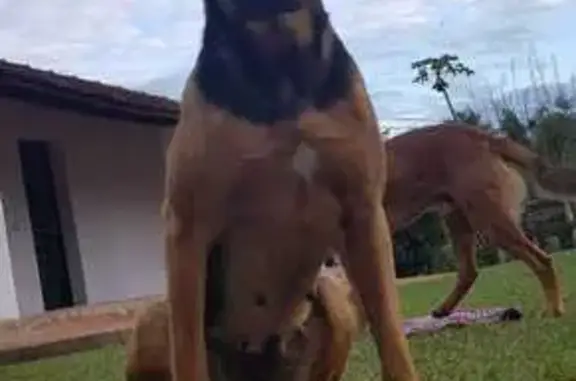 cachorro desaparecida