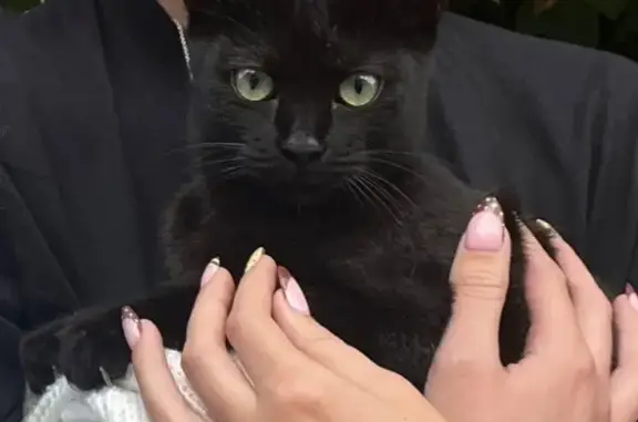 Gato encontrado La Laguna, foto: Gatita Negra Cariñosa Encontrada en La Laguna