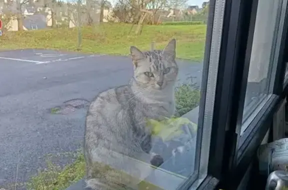 Animaux trouvés Ergué-Gabéric, photo: Chat gris tigré trouvé à Ergué-Gabéric