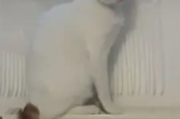 Chat perdu : Nougat, blanc et roux, rue Hérisson - photo