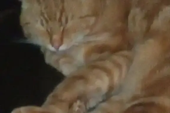 Chat perdu, sociable, yeux verts, Le Cendre - photo