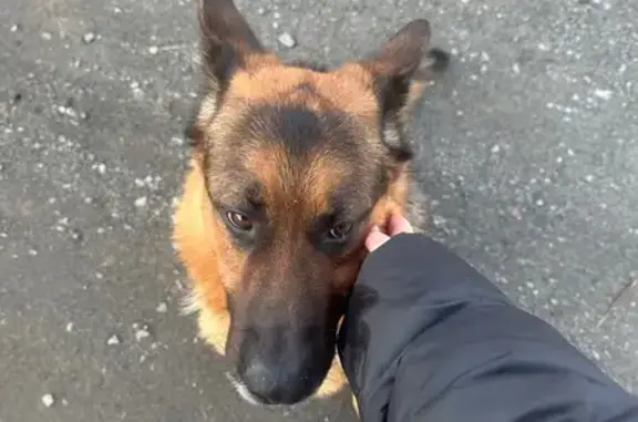 Знайдена лагідна собака у Іван...