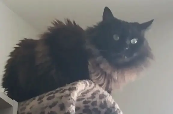 Lost Black Cat: StormCloud in Colorado Springs