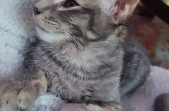 Missing cat El Paso, photo: Lost Cat: Friendly ESA on Blanco Ave