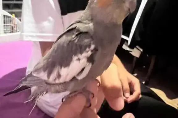 ¡Ayuda! Ninfa gris perdida en...