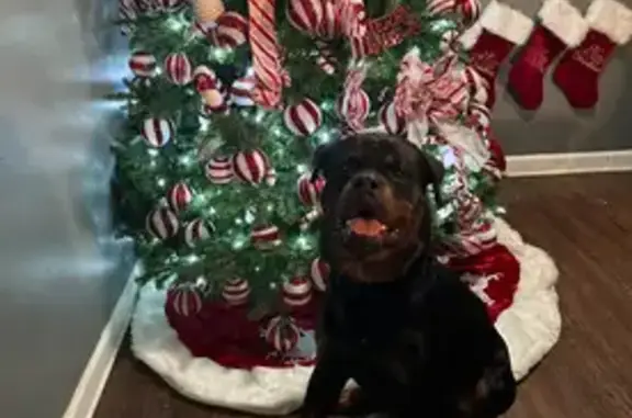 Lost Dog: Draco Escaped Near Nonconnah Creek