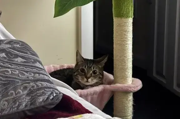 Lost Cat Alert: Help Find Pancita!