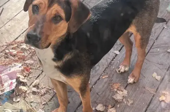 Found dog Lexington, photo: Friendly Black Dog Found on Land of Lakes
