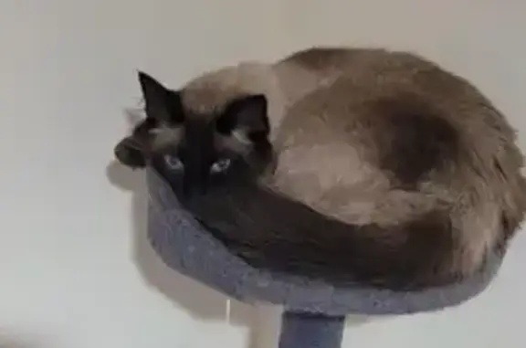 Lost Siamese Cat: Help Find Jake!