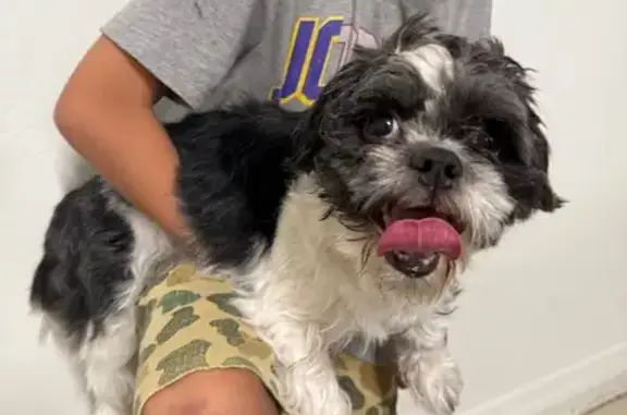 Found pets Arizona City, photo: Found: Young Black & White Dog in Phoenix