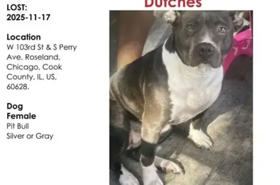 Lost Silver Pit Bull: Emotional Support