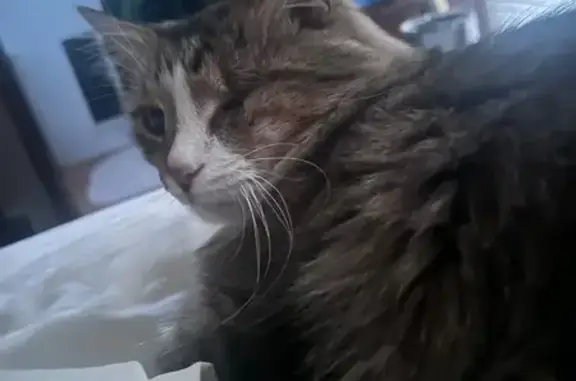 Help Find Diddy: One-Eyed Tabby Lost
