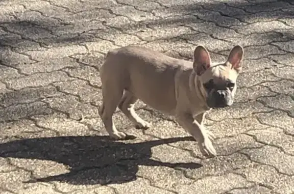 Lost Dog Alert: Baltimore, MD