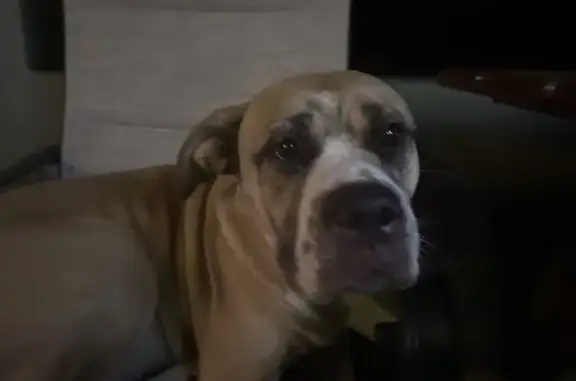 Found dog New Smyrna Beach, photo: Lost Dog Found on Hunting Camp Road