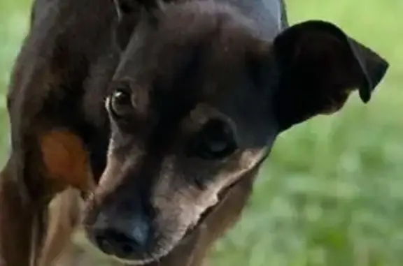 Help Find Blackie: Energetic Dog Lost!