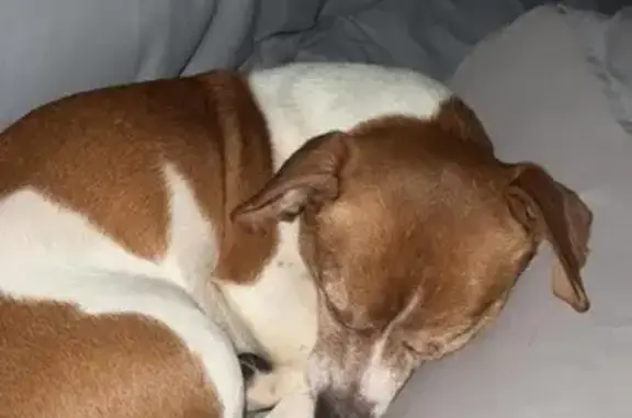 Lost Dog: White & Brown, Bay City