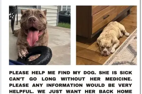 Lost Light Brindle Dog on NE 10th St
