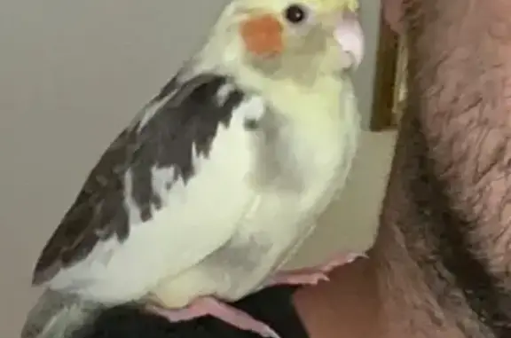 Lost pets Gosnells, photo: Lost Weiro: Yellow & Grey, Talks 